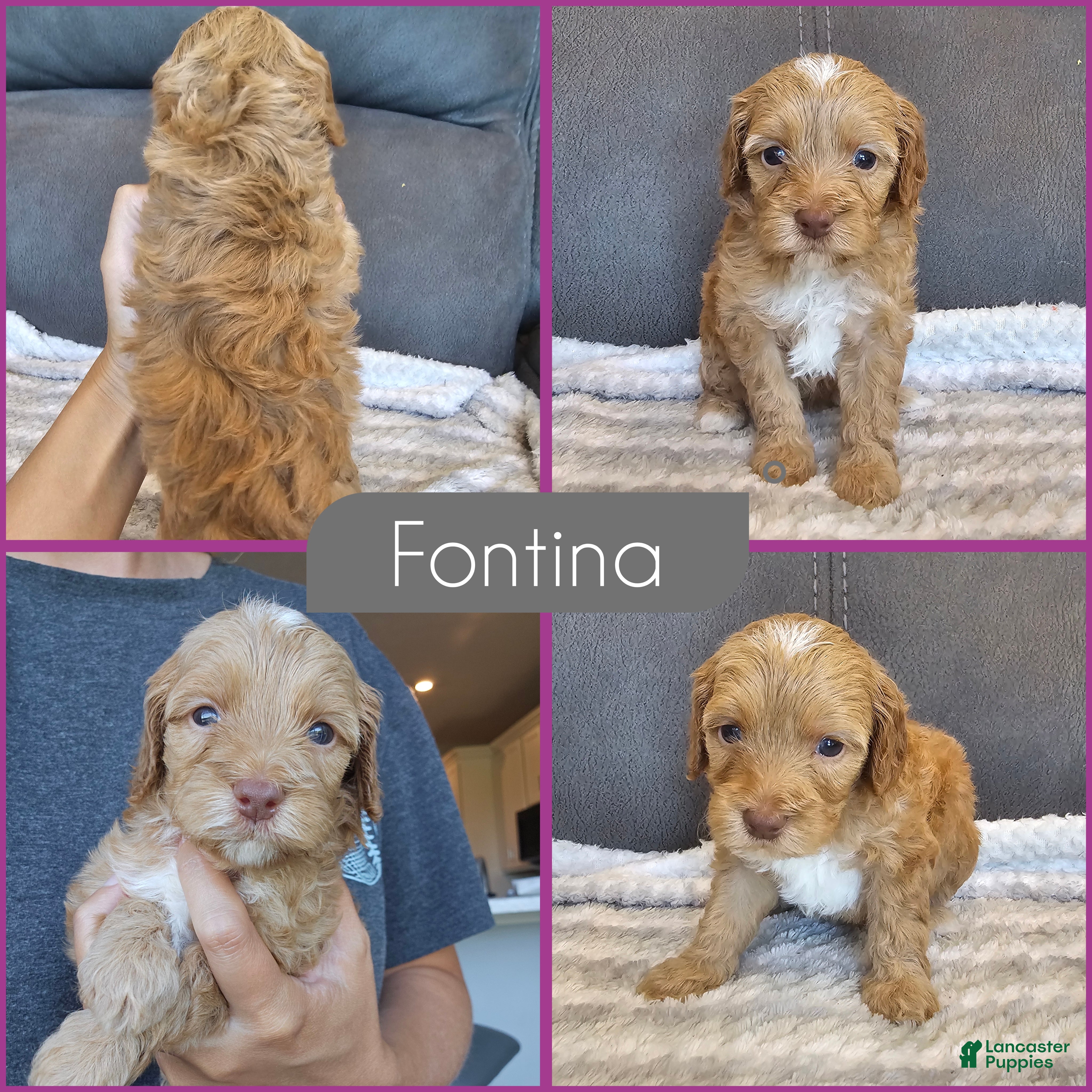 Cockapoo dogs Fontina - Ad 1