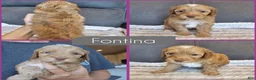 Cockapoo dogs for sale: Fontina - Ad 1