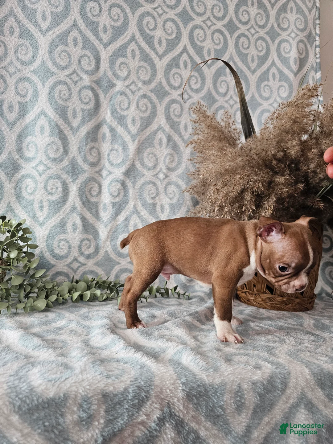 Boston Terrier dogs for sale: Jasper - Ad 5