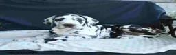 Great Dane dogs for sale: Easton - Ad 9