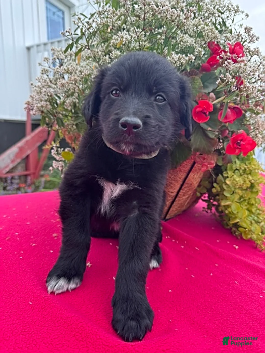 Mixed Breed dogs for sale: Buster - Ad 2