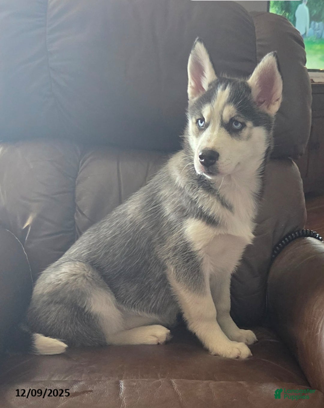 Siberian Husky dogs for sale: Vivian - Ad 2