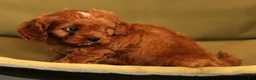 Cavapoo dogs for sale: Randy - Ad 9