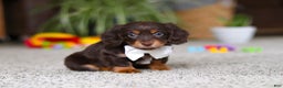 Miniature Dachshund dogs for sale: Zoey - Ad 4