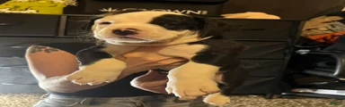 Mixed Breed 10