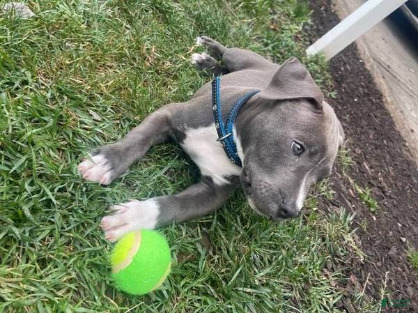 American Bully dogs American Bully 1 - Ad 32