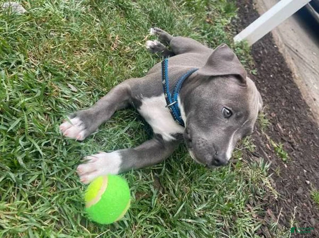 American Bully dogs for sale: American Bully 1 - Ad 1