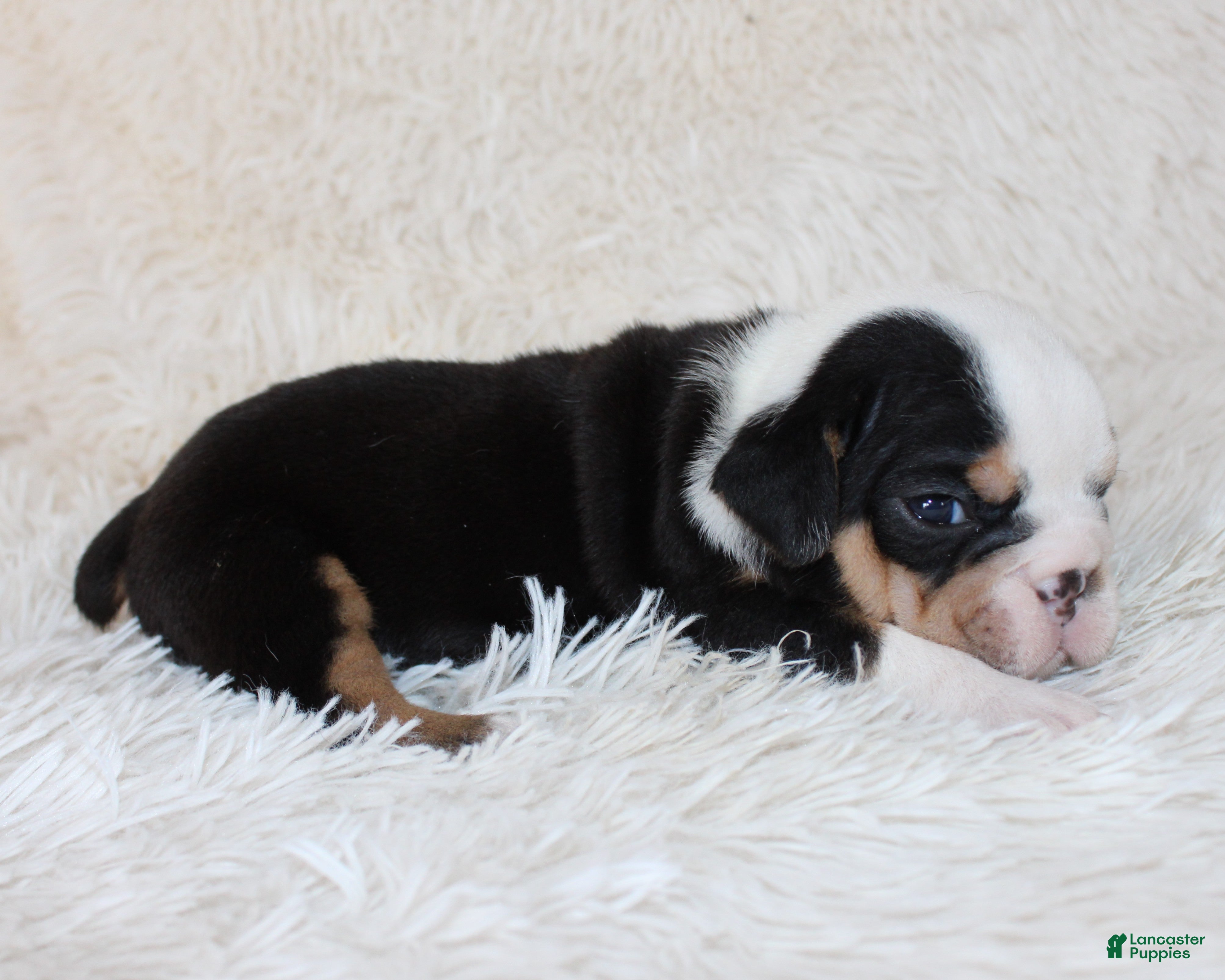 English Bulldog dogs Mabel - Ad 2