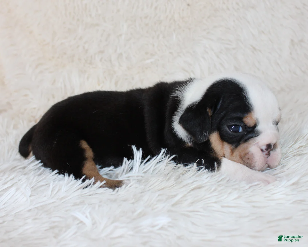 English Bulldog dogs for sale: Mabel - Ad 2