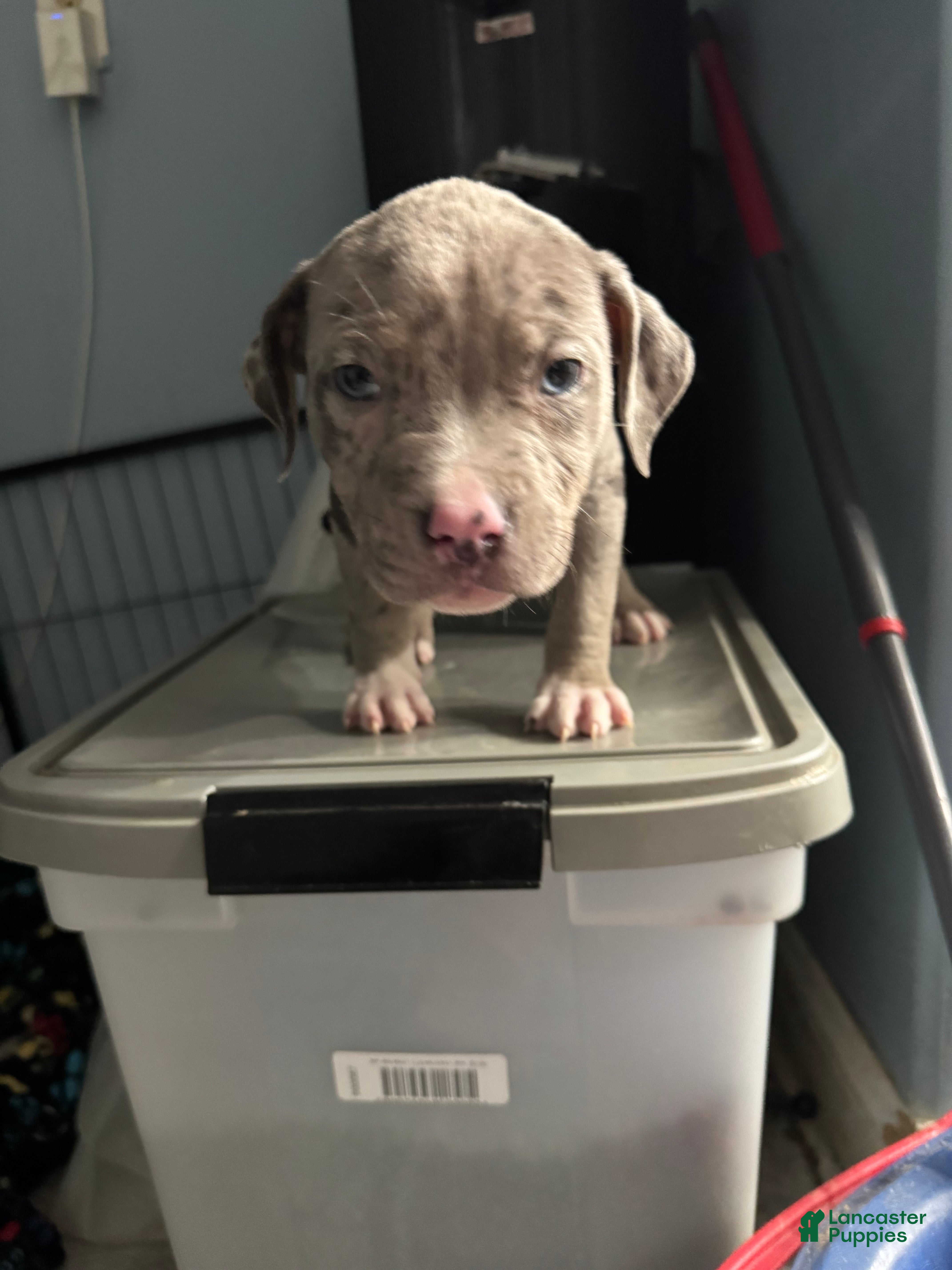 American Bully dogs American Bully Puppy 1 - Ad 16