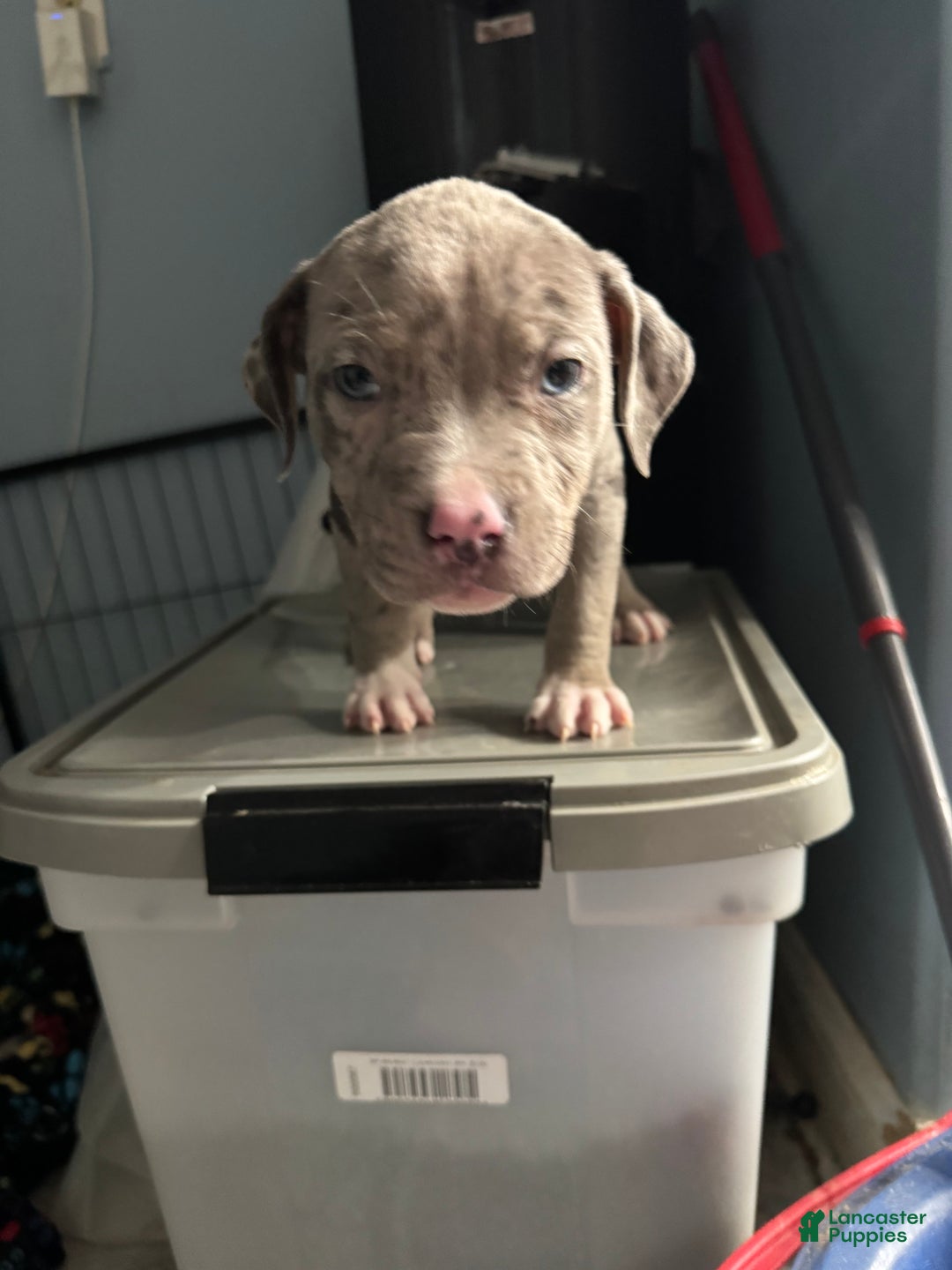 American Bully dogs for sale: American Bully Puppy 1 - Ad 1
