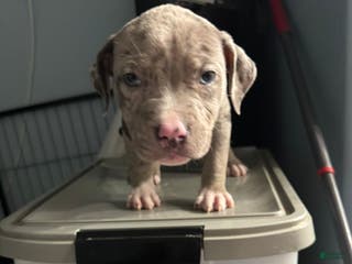 American Bully dogs American Bully Puppy 1 - Ad 16