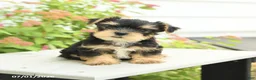 Yorkshire Terrier dogs for sale: Pal - Ad 2