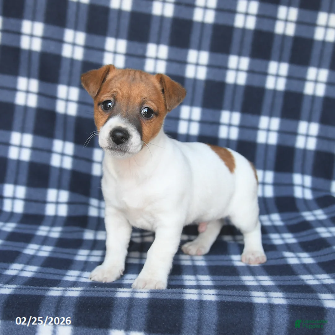 Jack Russell Terrier dogs for sale: Max - Ad 3