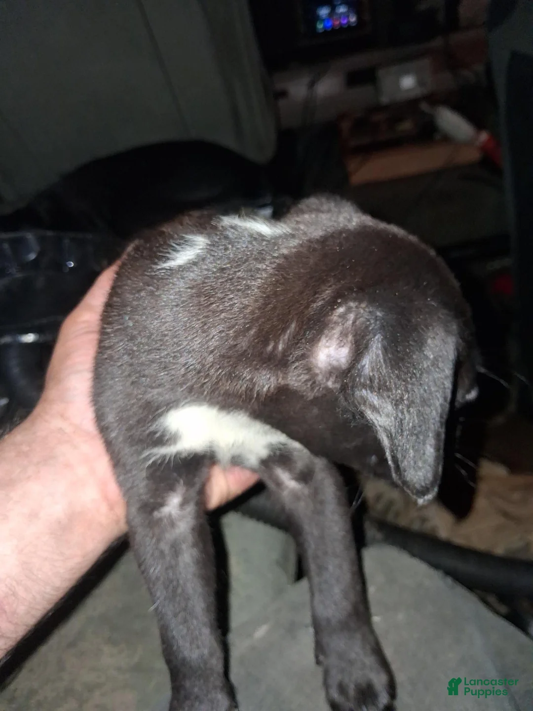 Boxador dogs for sale: Boxador 1 - Ad 9
