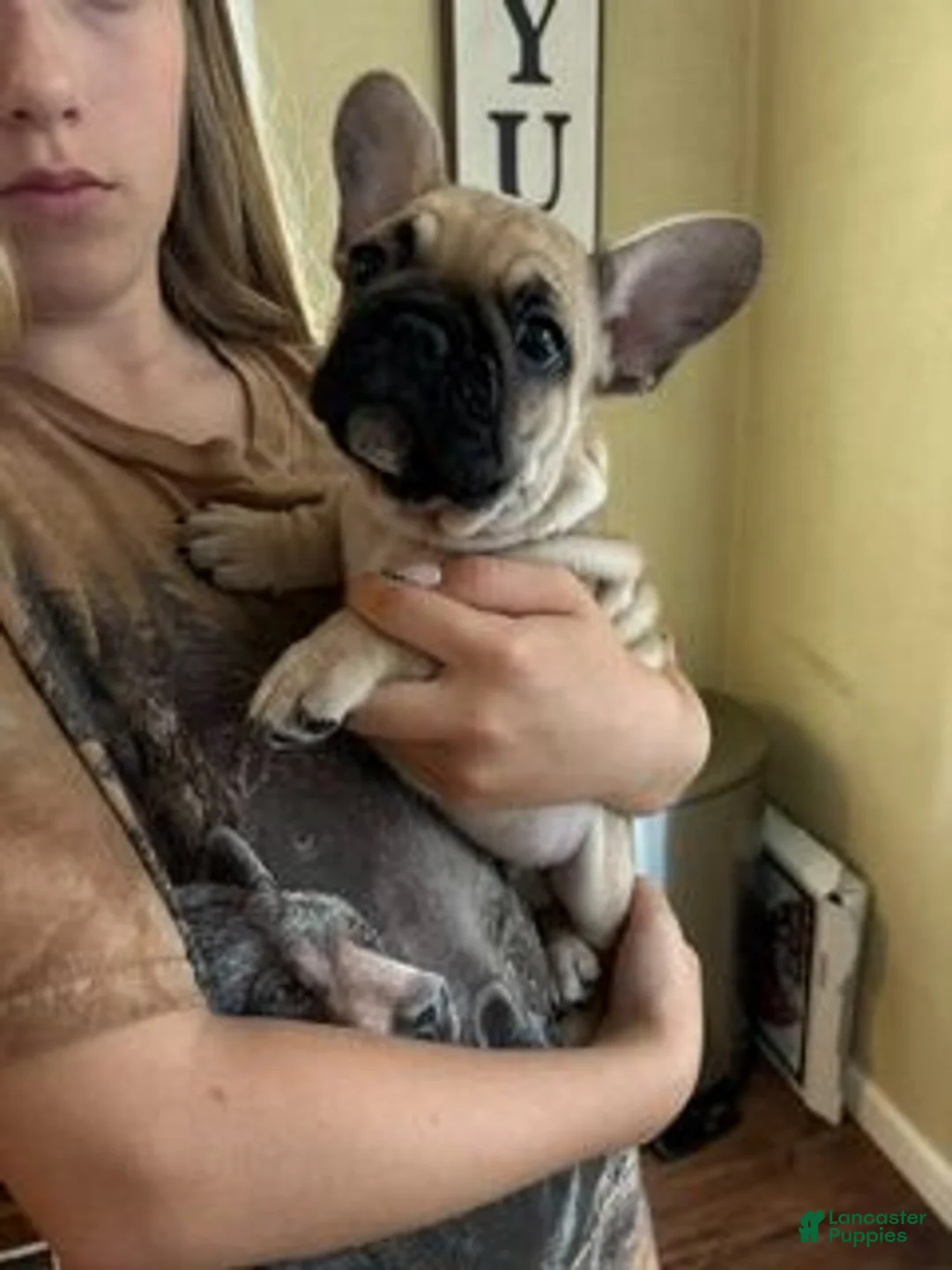 French Bulldog dogs for sale: Cletus(blue) - Ad 1
