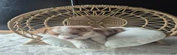 Welsh Corgi Pembroke dogs for sale: Isla - Ad 1
