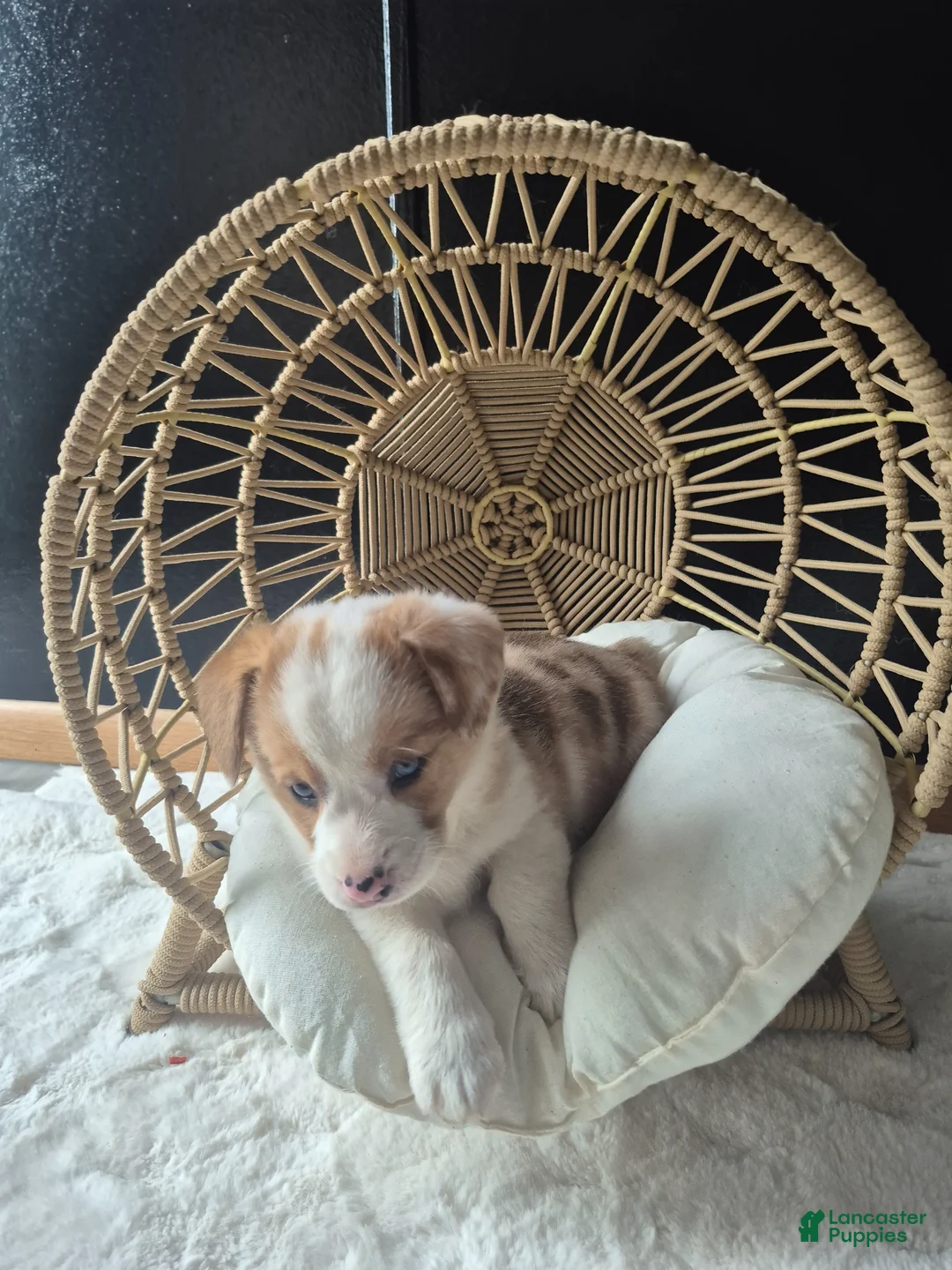 Welsh Corgi Pembroke dogs for sale: Isla - Ad 1