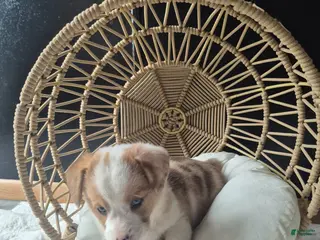 Welsh Corgi Pembroke dogs for sale: Isla - Ad 1