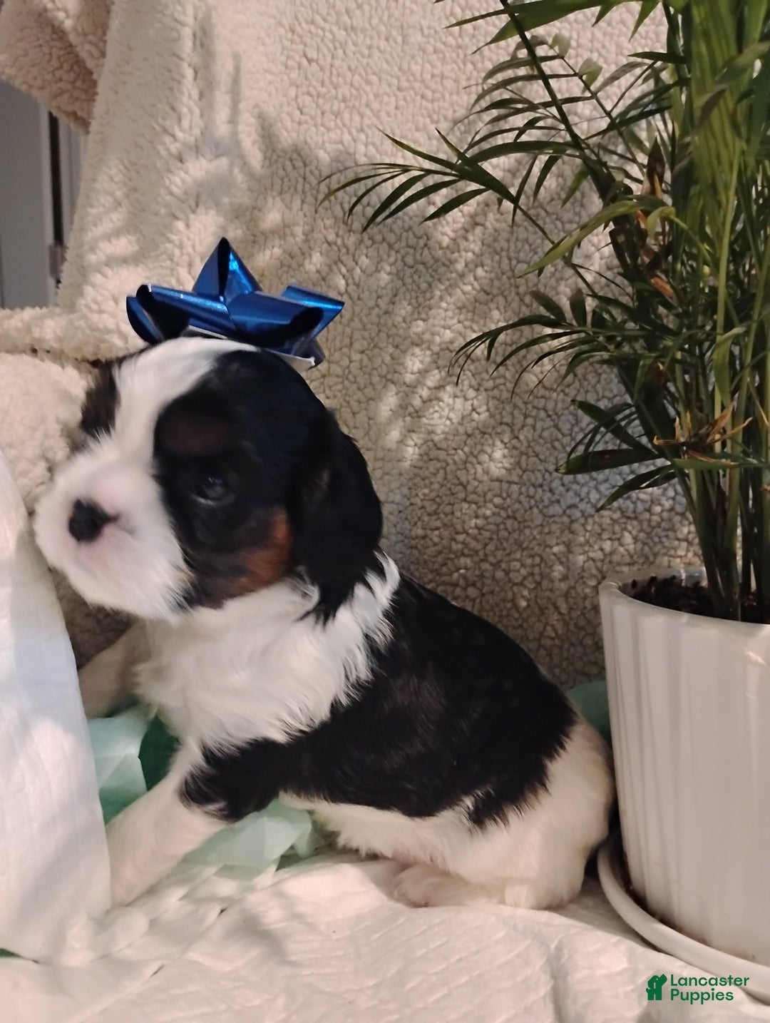 Cavalier King Charles Spaniel dogs for sale: Rodney -Cavalier King Charles Spaniel,     - Ad 1