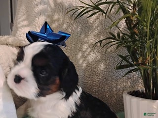 Cavalier King Charles Spaniel dogs Rodney -Cavalier King Charles Spaniel, - Ad 40