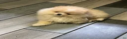 Pomeranian dogs for sale: Pomeranian Puppy 2 - Ad 12