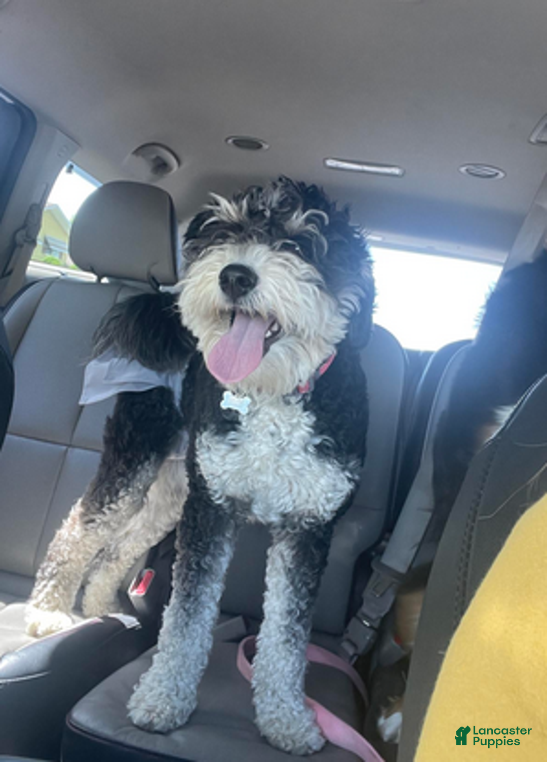 Bernedoodle dogs for sale: Grumpy - Ad 2