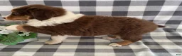 Australian Shepherd dogs for sale: Sparky - Ad 2
