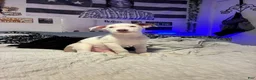 American Pit Bull Terrier dogs for sale: American Pit Bull Terrier 1 - Ad 3
