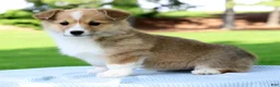Welsh Corgi Pembroke dogs for sale: Honey - Ad 5