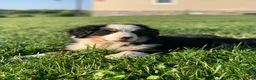 Bernese Mountain Dog dogs for sale: Alaska  - Ad 15