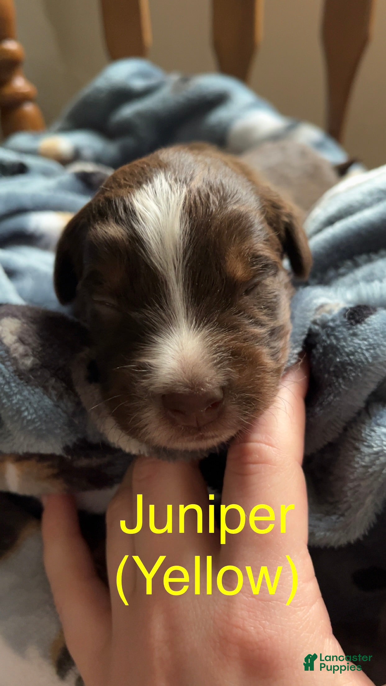 Australian Shepherd dogs Juniper (Yellow) - Ad 42
