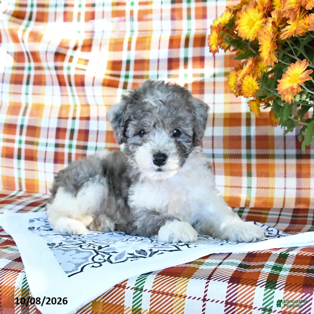 Mini Goldendoodle dogs for sale: Ashley - Ad 1
