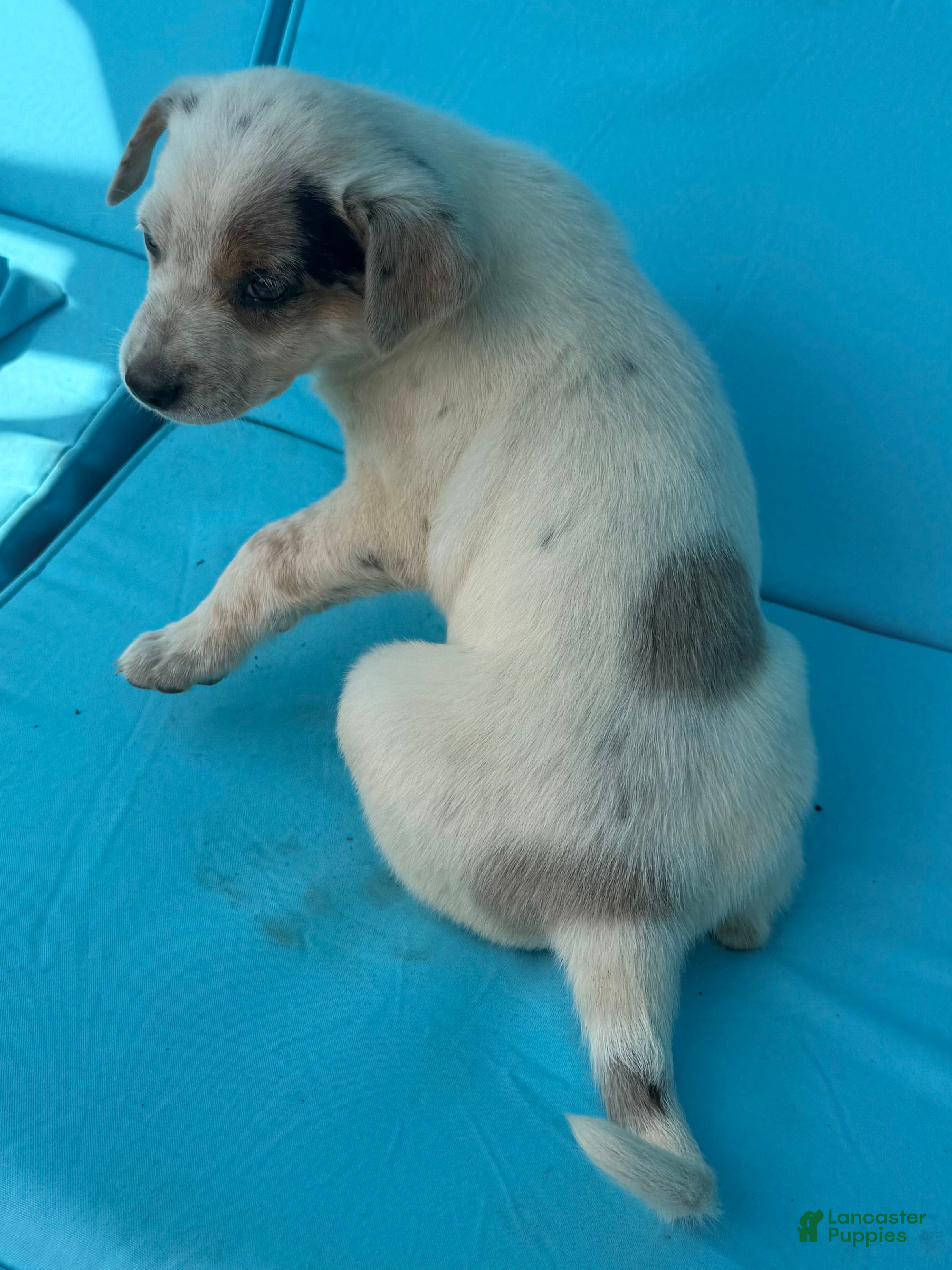 Mixed Breed dogs Bluebell  - Ad 2