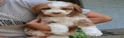 Bernedoodle dogs for sale: Zion  - Ad 4