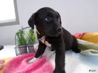 Goldador dogs Goldador Puppy 5 Salas - Ad 9