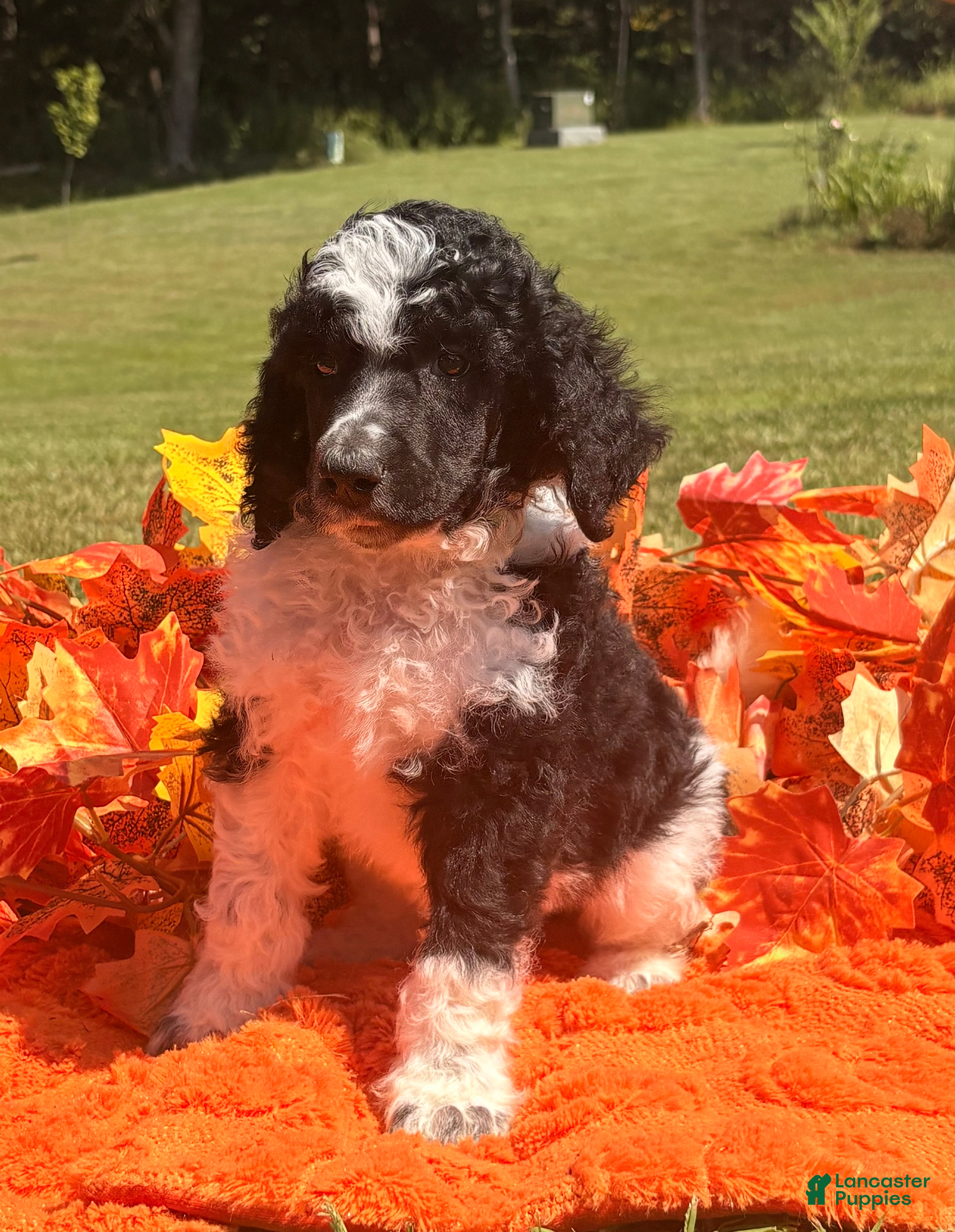 Standard Poodle dogs Lime - Ad 2
