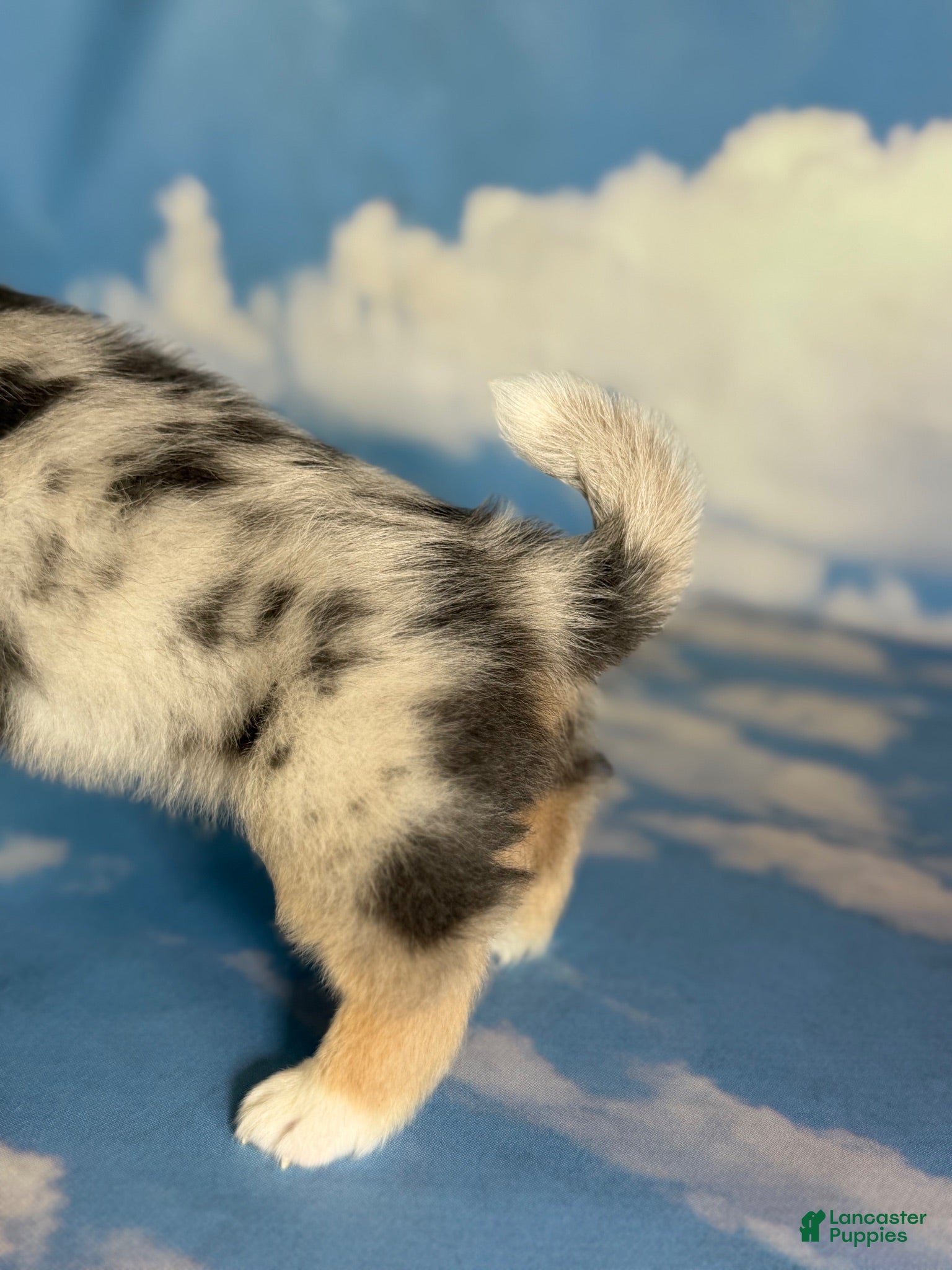 Welsh Corgi Pembroke dogs Aca Dozer Bluie Merle with full tail fluffy carrier triple clear - Ad 2