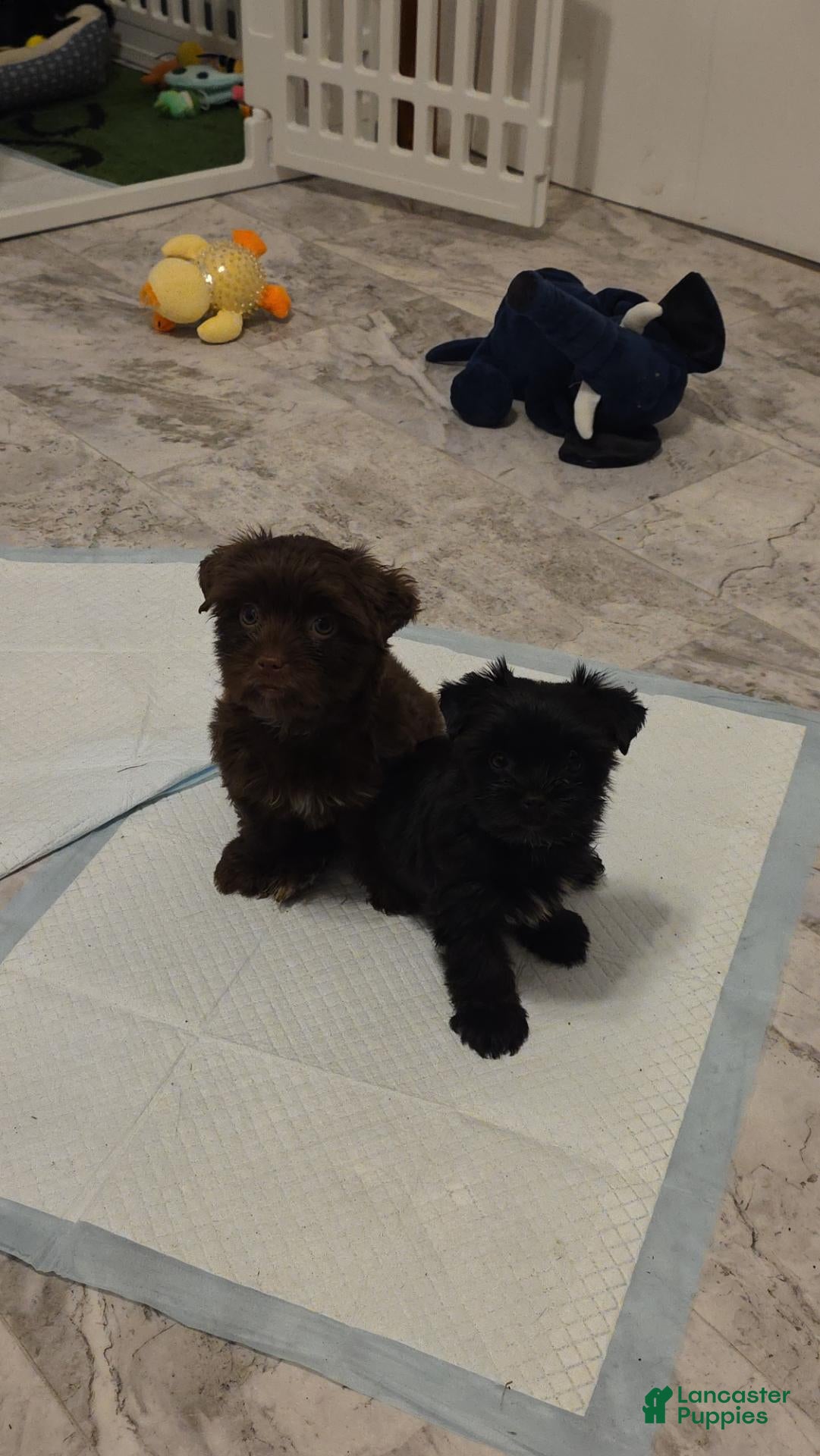 Yorkshire Terrier dogs for sale: Yorkshire Terrier 1 - Ad 2