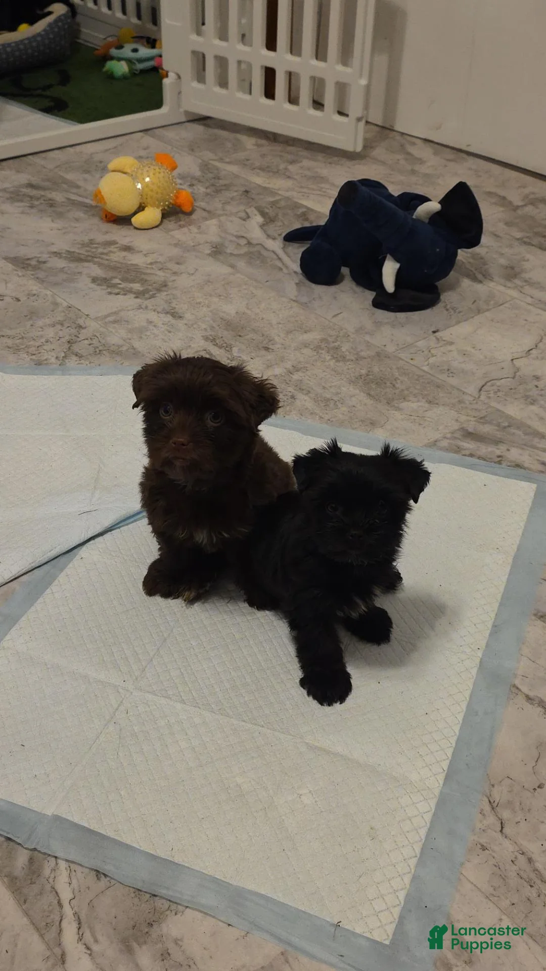 Yorkshire Terrier dogs for sale: Yorkshire Terrier 1 - Ad 2