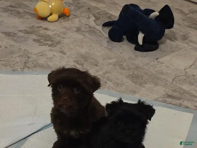 Yorkshire Terrier dogs for sale: Yorkshire Terrier 1 - Ad 2