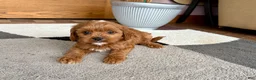 Cavapoo dogs for sale: Cavapoo 1 - Ad 8