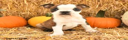 Boston Terrier dogs for sale: Charlie - Ad 3