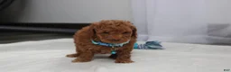 Bichpoo dogs for sale: Finley  - Ad 11