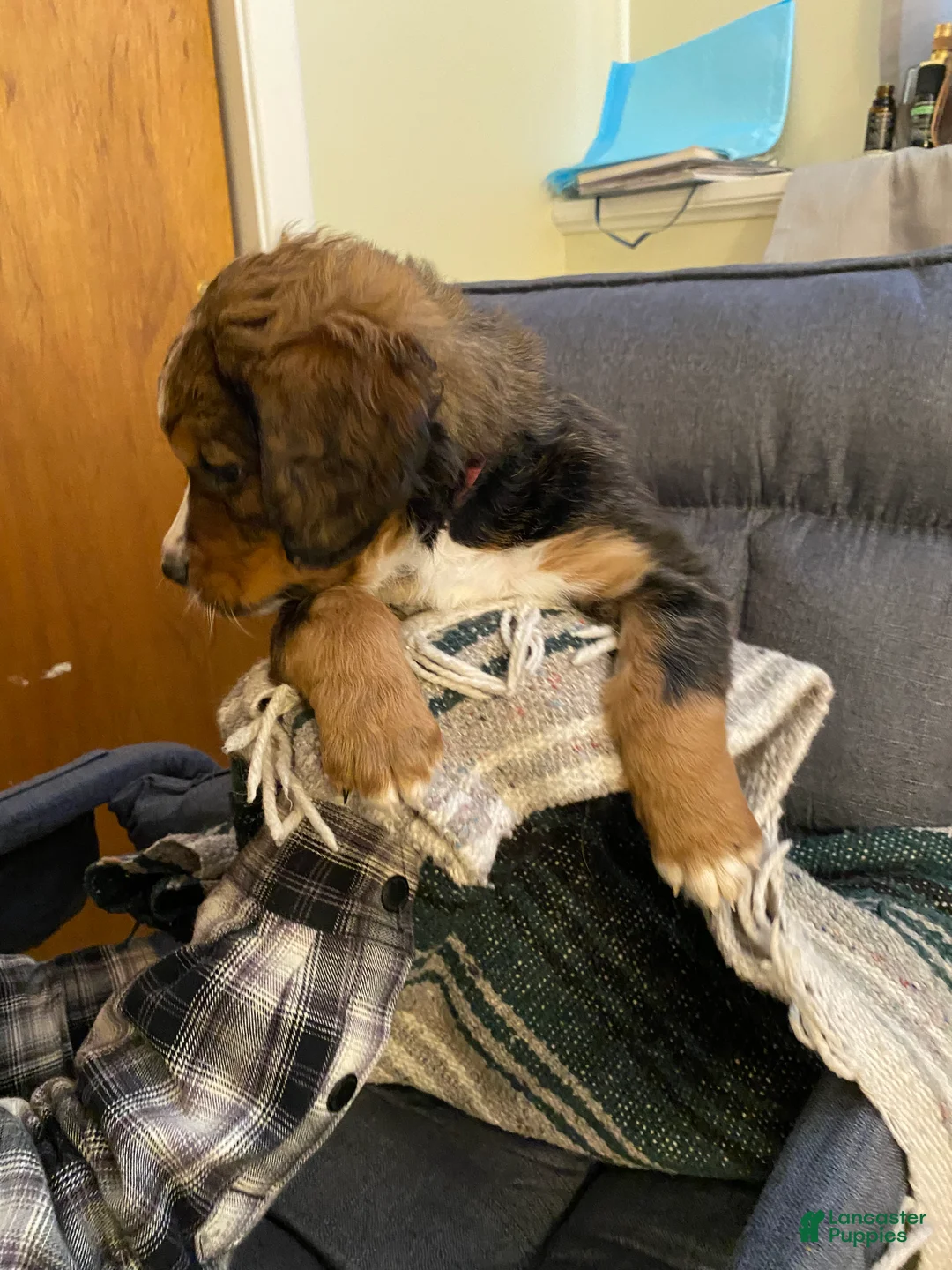 Bernedoodle dogs for sale: Bernedoodle Puppy 5 - Ad 4