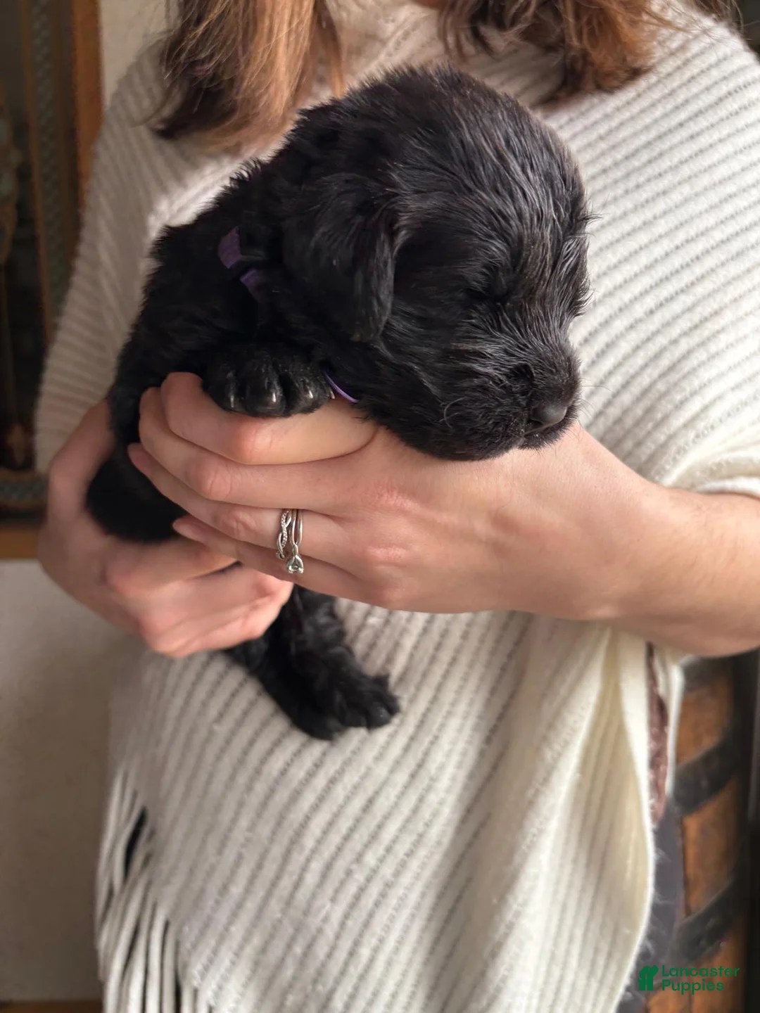 Newfoundland dogs for sale: Purple collar - Ad 2