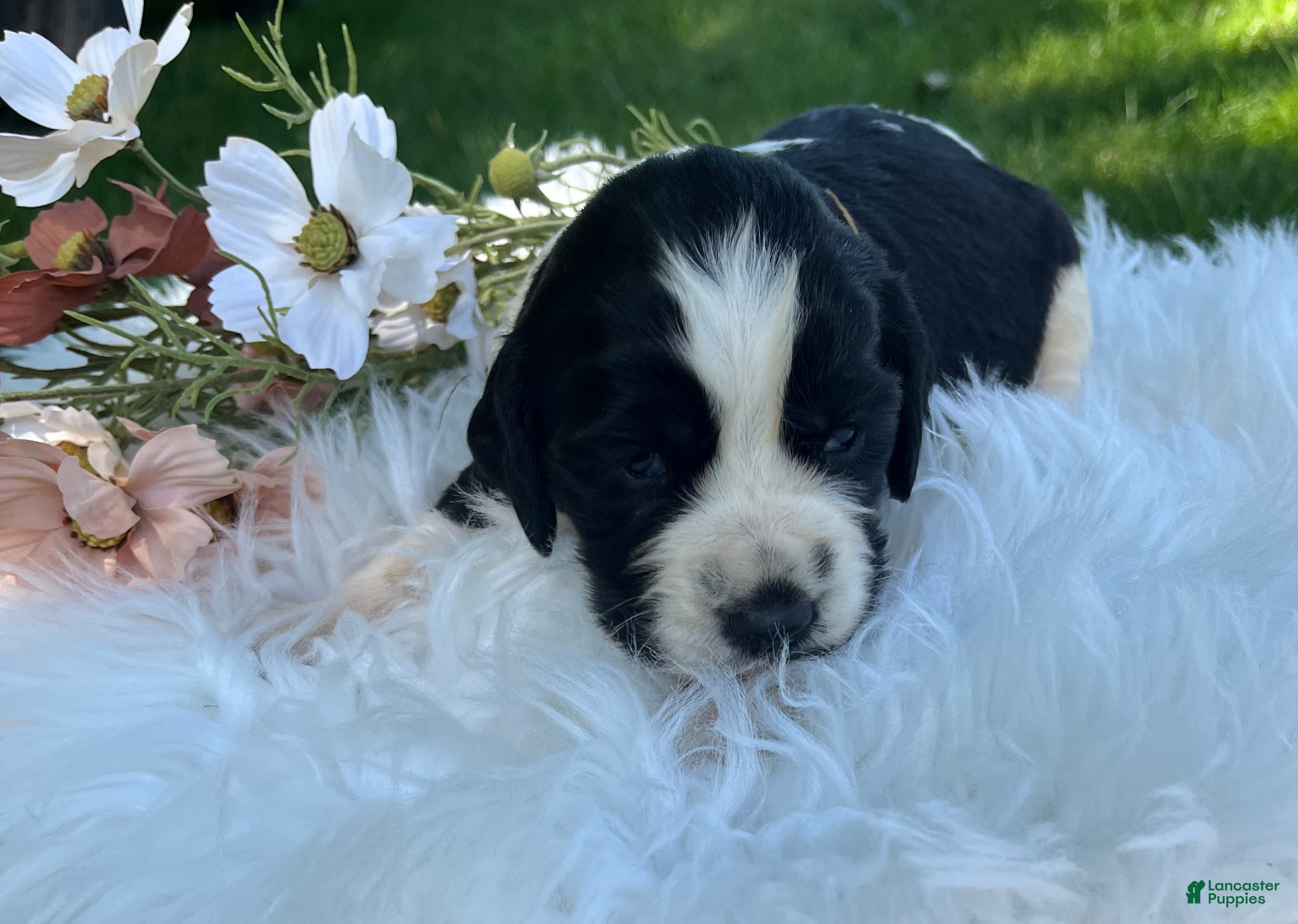 English Springer Spaniel dogs Dotty - Ad 1