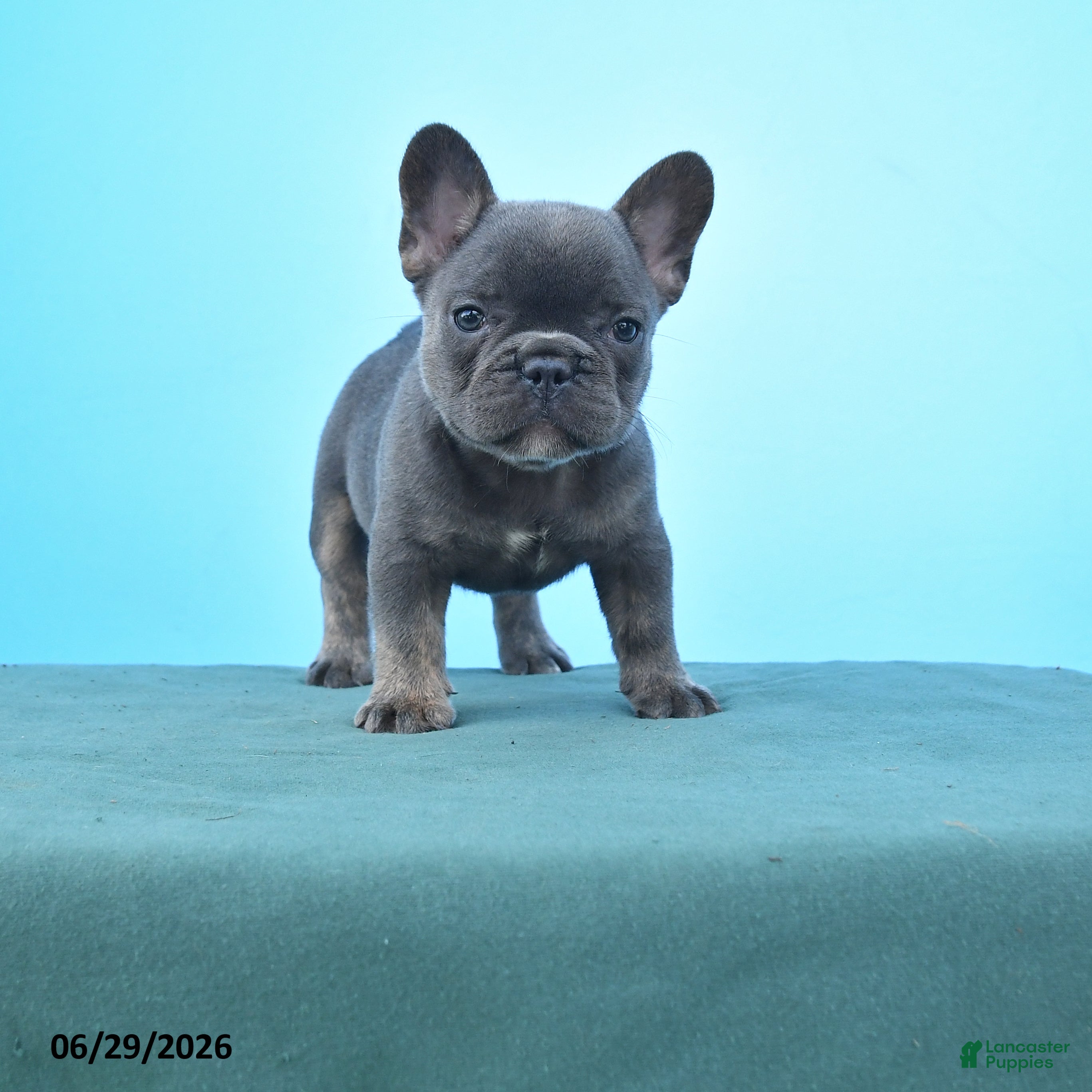 French Bulldog dogs Dolly - Ad 1