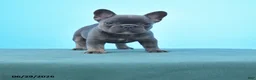 French Bulldog dogs for sale: Dolly - Ad 1