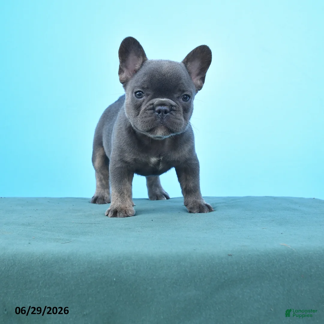 French Bulldog dogs for sale: Dolly - Ad 1